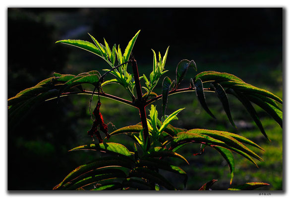 IR0030.Kelardasht.Blume