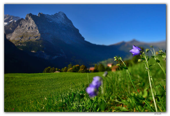 GW0584.Glockenblume vor Eiger