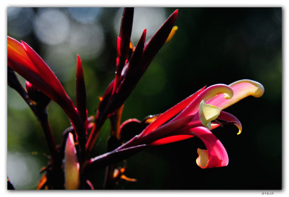 NZ1069.Chch.Botanical Garden.Flower
