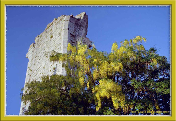 A0175.St.Hans&Gullregn.Visby.Gotland.SE