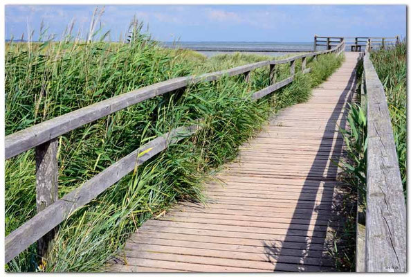 DE064.Amrum.Steg