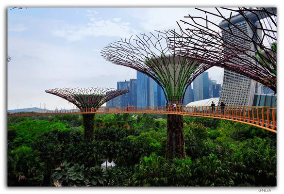SIN0105.Gardens by the Bay.Supertrees