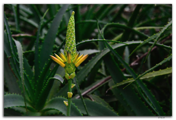 ID0183.Bedugul.Bot.Garten.Kaktusblüte