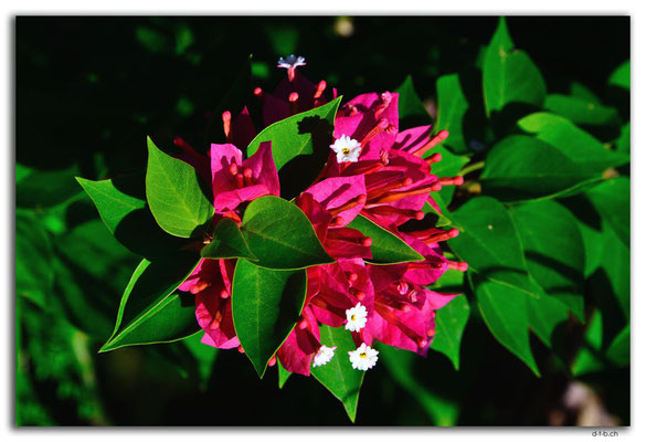 FJ0088.Vatia Beach. Baumblüten