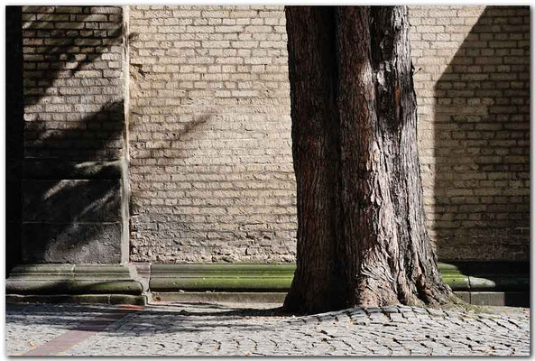 PHK116 Baum, Köln
