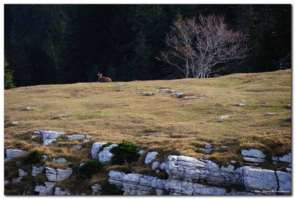 A0738.Creux du Van Steingeiss.CH