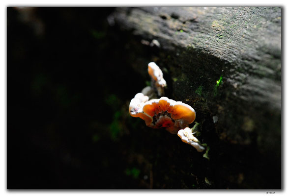 PL170.BialowiezaN.P. Pilz