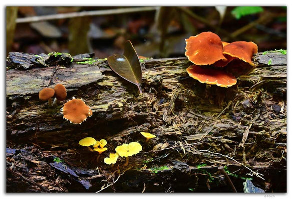 SR0042.Brownsberg N.P.Mushrooms