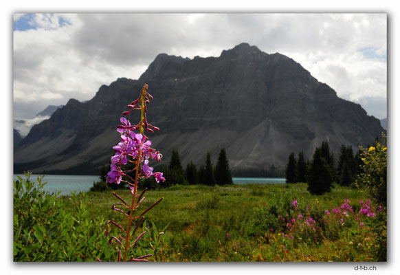 CA0624.Bow Lake