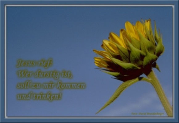 S0041 Sonnenblume,Klosters.CH.Johannes 7.37