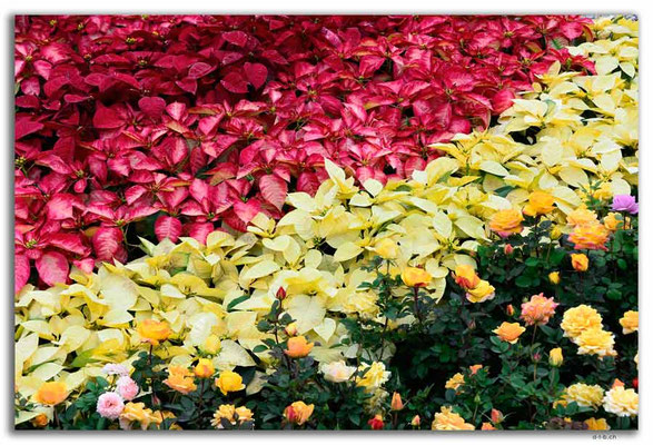 MO0038.Taipa.Blume im Garten