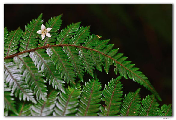 NZ0849.Stewart Island.Oban.Fern