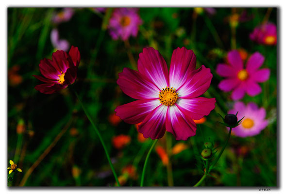 KR0146.Blumenwiese