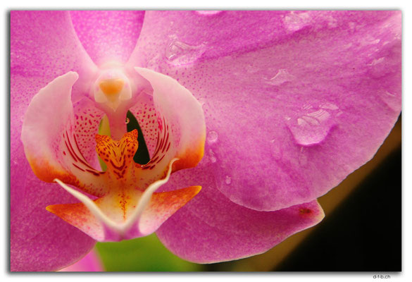 FJ0015.Garden of Sleeping Giant.