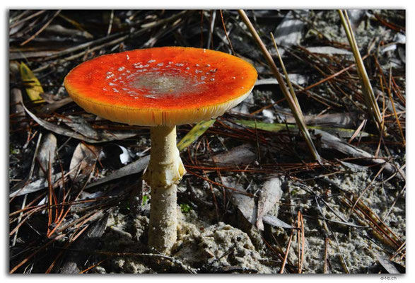 AU1433.Henty Dunes.Fungus