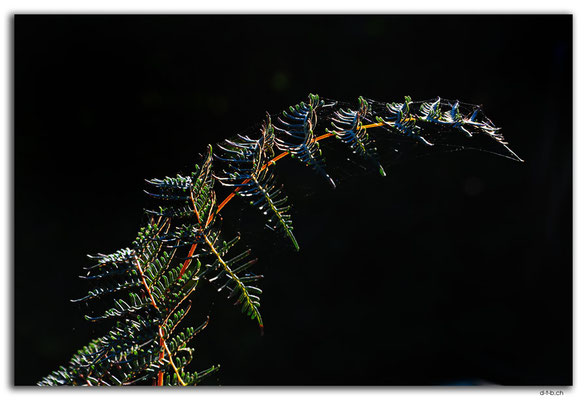 NZ0945.Christchurch.Styx Mill Conservation Reserve.Fern