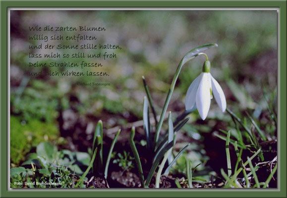 S0002,Schneeglöcklein,Klosters,CH.Text von Gerhard Tersteegen