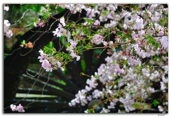 NZ1023.Christchurch.Mill Replica + Blossom