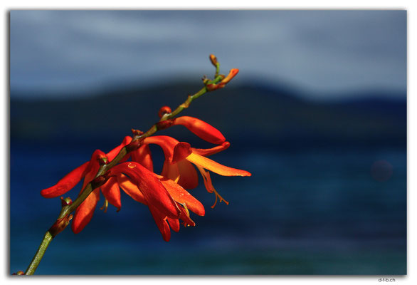 NZ0833.Stewart Island.Oban.Watercress Bay.Flower