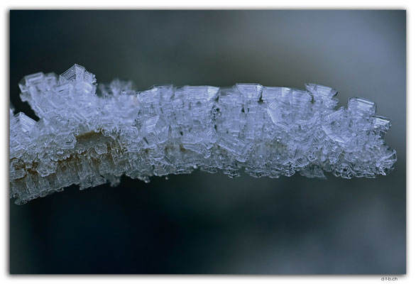 GW0599.Eiskristalle