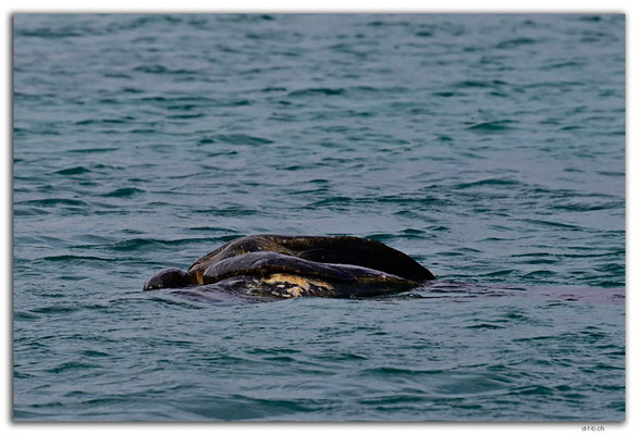 EQ0117.Floreana Island.Sea Turtles