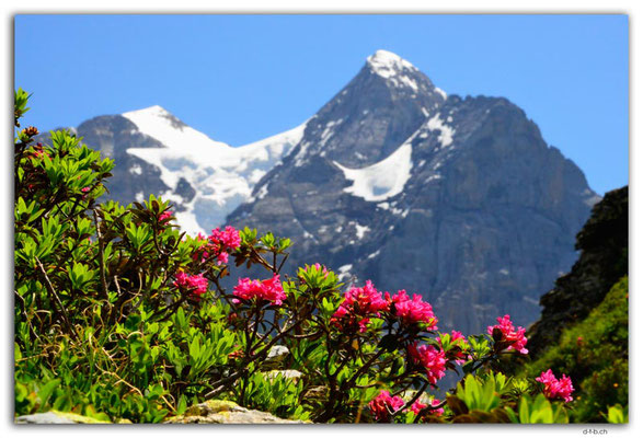 GW0532.Alpenrosen vor Wetterhorn