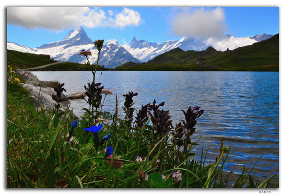 GW0349.Alpenblumen am Bachalpsee