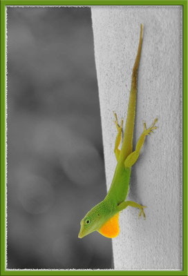 JM002 Anolis grahami,Long Bay