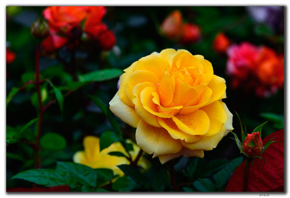 MO0035.Taipa.Rose im Garten