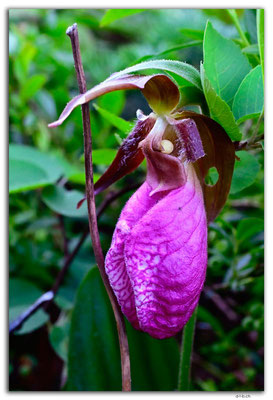 CA1085.Kenora.Winnipeg River.Pink Lady Slipper