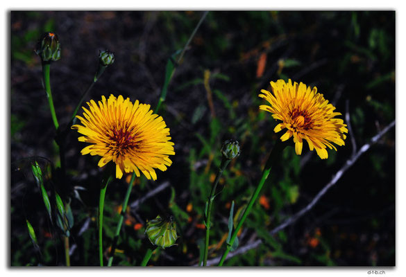 AU0480.Blumen