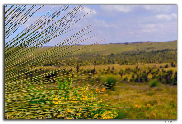 AU0606.Wanagarren N.R. Grass Tree