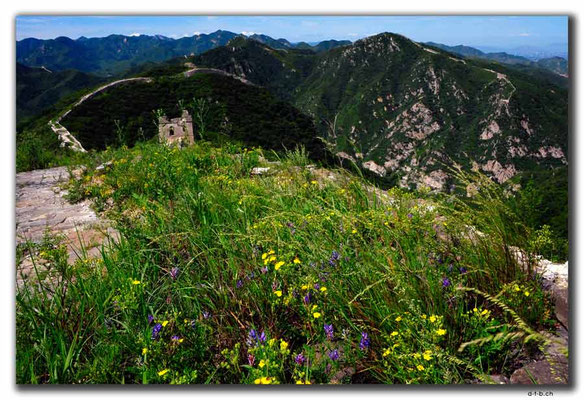 CN0355.Shixia.Blumen auf Grosser Mauer