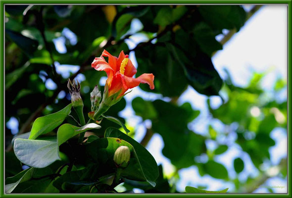 JM070.RPR Blume