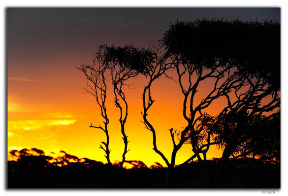 AU0944.Nullarbor N.P. Sunset