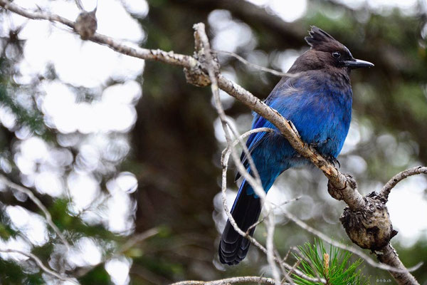 CA0143 BrandywineFalls. Steller's Jay