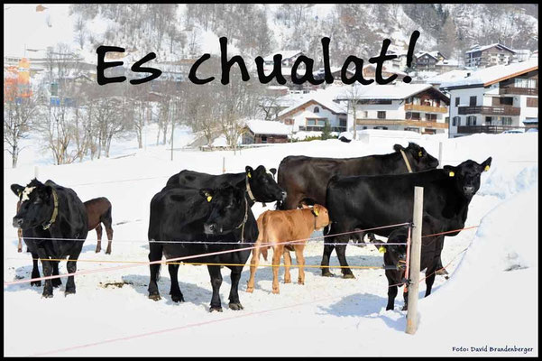 T026.Kühe,Klosters.CH