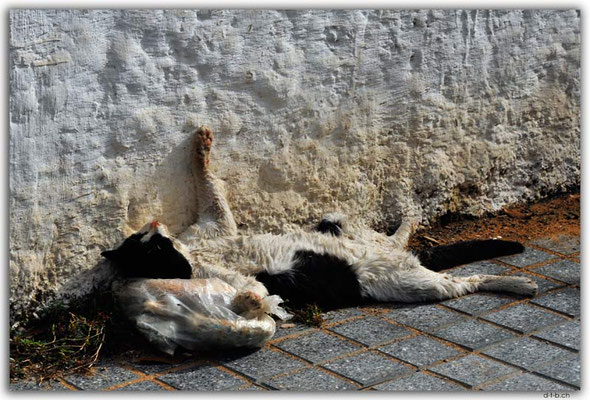 MA0053.Casablanca.Dead Cat
