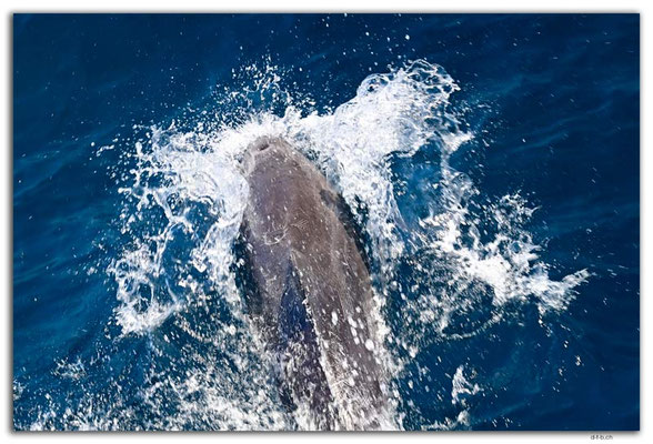 EQ0166.Dolphin