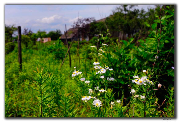 GE025.Blumen auf dem Land
