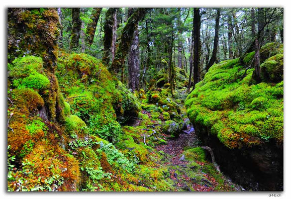 NZ0665.Nelson Lakes N.P.Mossy way