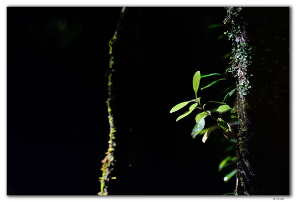 NZ0873.Stewart Island.Rakiura Track