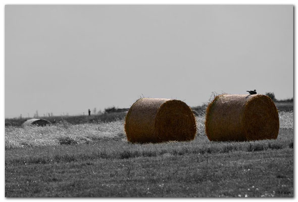 DE066.Amrum.Strohballen