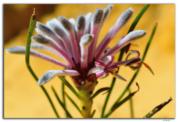 AU0842.Neds Corner Rd.Blume