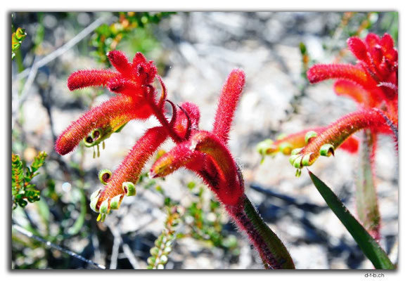 AU0432.Red Kangaroo paw