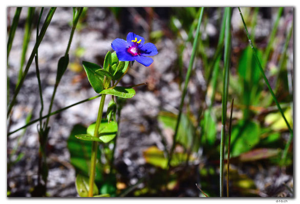 AU0546.Blume
