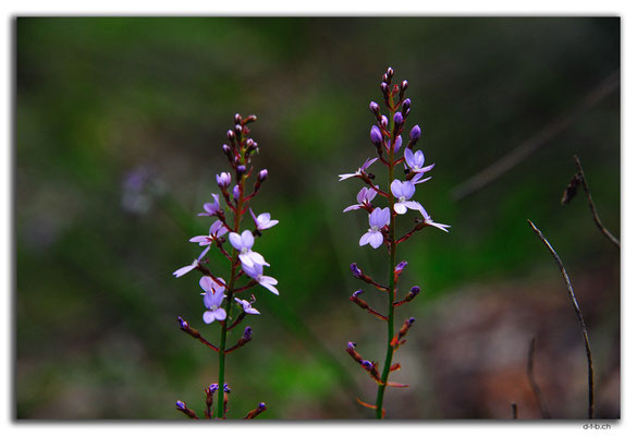 AU0673.Greenmount N.P.Blume