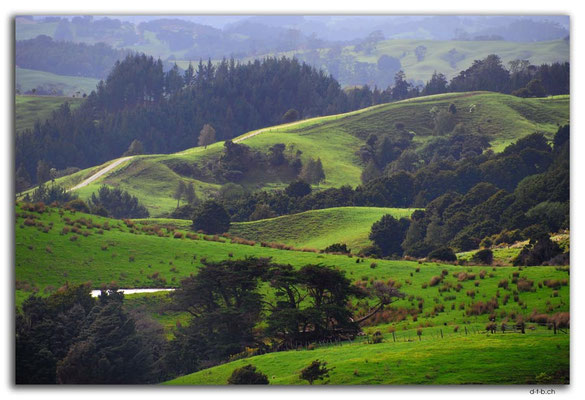 NZ0061.Aussicht vom Kaipara Coastal Hwy