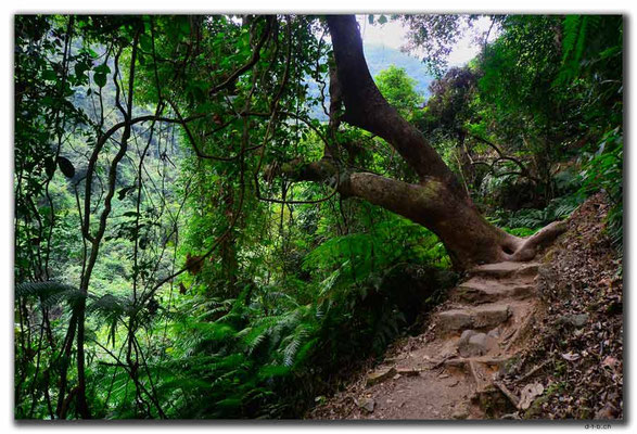 HK0065.Tai Mo Shan.Wanderweg