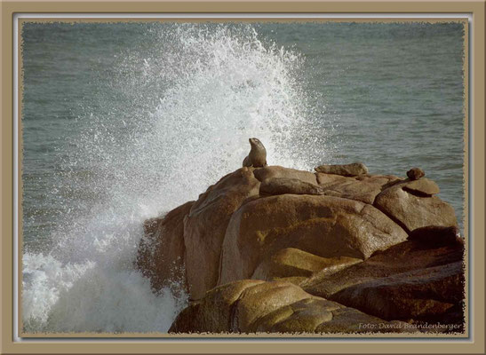 A0238.Lobo marinos.Cabo Polonio.UY